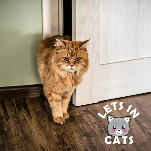Vista 7 de Elilier Soporte de pestillo para puerta de gato, 8 tamaños ajustables 1*negro