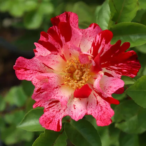 Vista 11 de Rosas trepadoras tradicionales, planta de raíz propia viva para jardín al aire libre, Compassion®, excepcionalmente fragantes, zonas de rusticidad