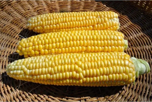 Vista 3 de New Mama Super Sweet Corn Seeds - Granos verdaderamente súper dulces (100 semillas)