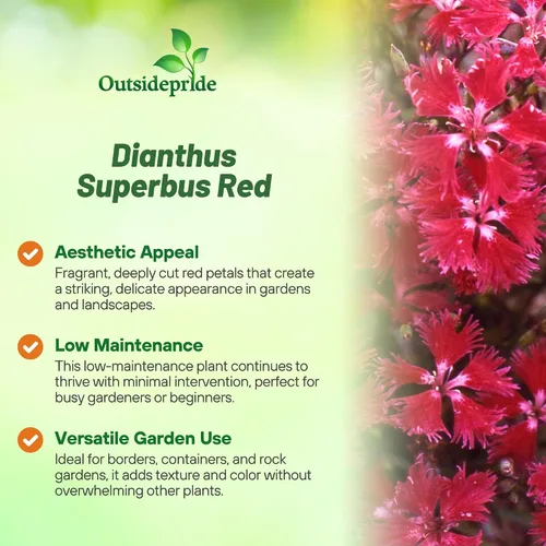 Vista 3 de Outsidepride Superbus - Semillas de Dianthus rojas para plantar, 5000 unidades, semillas de flores perennes fáciles de cultivar y resistentes