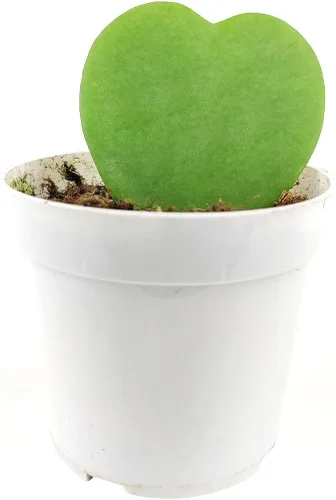 Vista 13 de Planta de goma burdeos (maceta de cultivo de 4 pulgadas) - Planta de interior saludable - Planta de interior de fácil cuidado