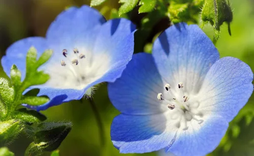 Vista 3 de TomorrowSeeds - Semillas Baby Blue Eyes - Más de 6000 unidades - para plantar Nemophila Menziesii 2026, flor azul cielo, cubierta de suelo japonesa