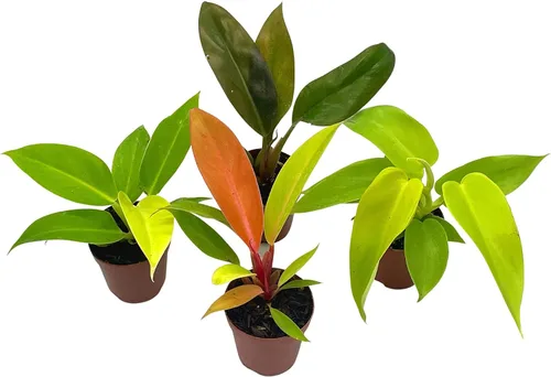 Vista 6 de BubbleBlooms Philodendron Surtido Set, macetas de 2 pulgadas, 4 diferentes plantas de casa imperiales Philo