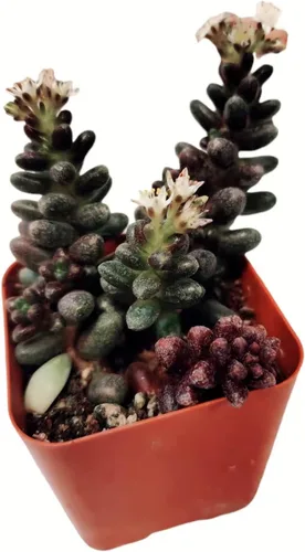 Vista 5 de Plantas de cactus suculentas vivas de USKC (pata de oso de cotiledón tomentosa de 2 pulgadas)