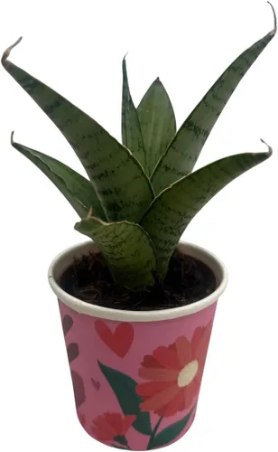 Vista 4 de Planta de serpiente rosa congelada - Sansevieria - Maceta de 2