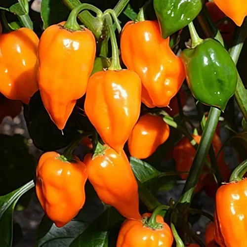 Vista 4 de 150 semillas de pimienta habanero naranja, sin OMG, chile súper picante para plantar, ideal para salsa picante, salsas y jardines domésticos - Alta
