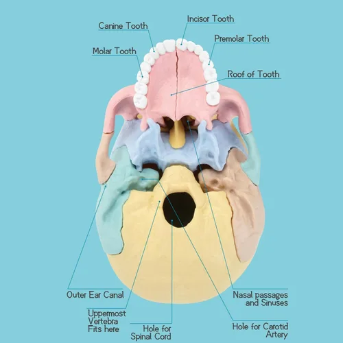 Vista 4 de Nuevo modelo de calavera de anatomía humana 2026, rompecabezas de 17 partes con 10 tarjetas flash de conocimiento, mini modelo médico desmontable