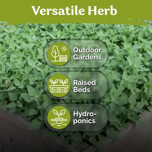Vista 6 de KVITER 1000 semillas de quinua de cordero (Chenopodium Album) - Hierbas comestibles autóctonas, ideales para jardines de hierbas orgánicas