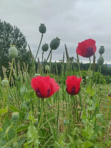 Vista 6 de Generic World Poppy Seed Blend Papaver Somniferum Mix 25+ cepas orgánicas sin OMG 100,000 semillas