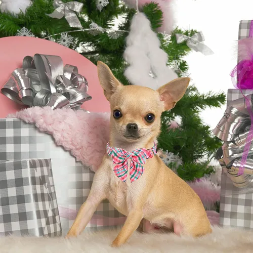 Vista 57 de Unique style paws - Collar para perros con corbatín, collar ajustable para perros y gatos, pequeño, mediano y grande