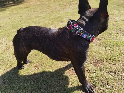 Vista 2 de Collar de perro de nailon resistente, collar ajustable de martingala para perros para caminar y entrenamiento para perros machos y hembras perros