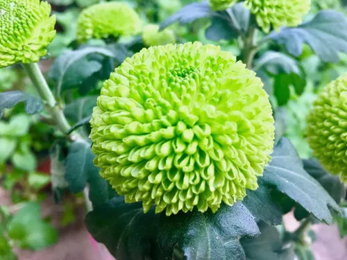 Vista 4 de 100 piezas de semillas de crisantemo pompón de colores mixtos, semillas de flores de pompón para el patio