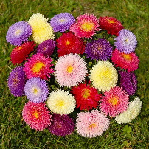 Vista 6 de Semillas Aster Mezcla Enana Anual Flores de jardín para plantar