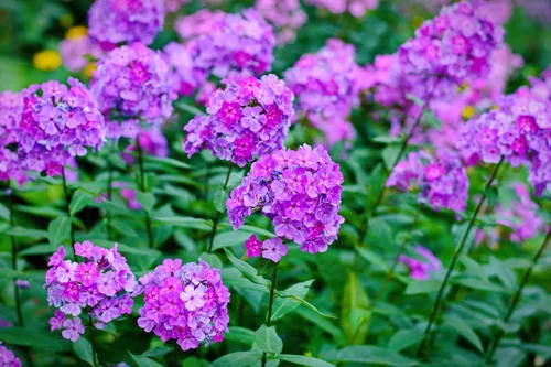 Vista 6 de 10 Tall Garden Phlox Paniculata Mixed Colors 'New Hybrids Mix' Flower Seeds