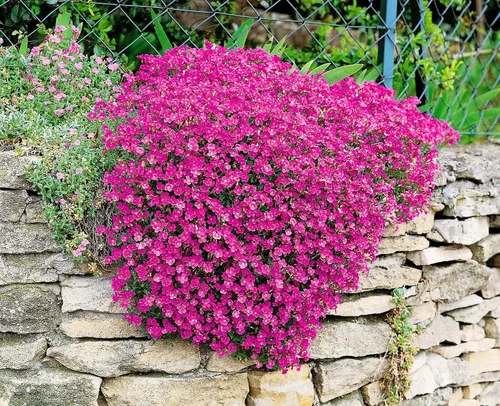 Vista 3 de Semillas de Berro Rosa Aubrieta Colgante Escalada Flores Perennes al Aire Libre para Plantar