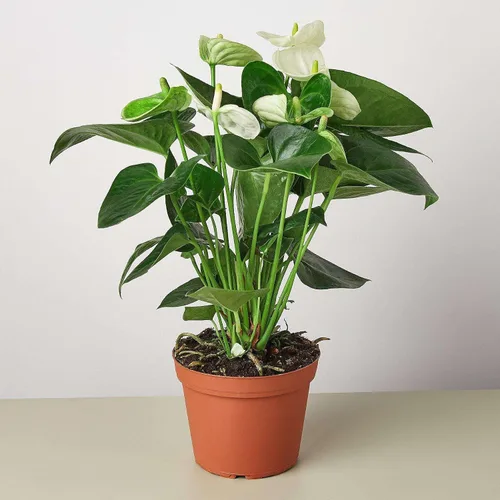Vista 12 de Planta viva rosa Anthurium para interior Plantas de interior en maceta
