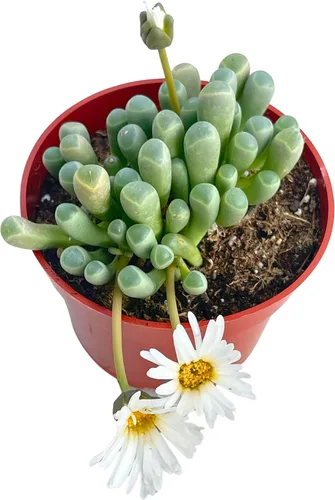 Vista 3 de Suculenta viva de 4 pulgadas "Baby Toes Fenestraria Rhopalophylla, plantas suculentas vivas completamente enraizadas, planta