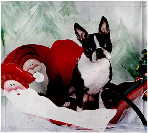 Vista 7 de 3dRose Dogs Boston Terrier – Molly – Boston Terrier – Toalla