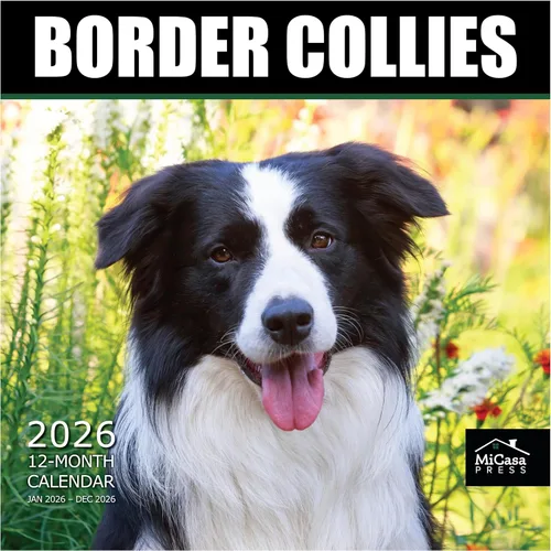 Vista 28 de MICASA PRESS Calendario de pared de Australian Shepherds Aussies 2027 02 - Pastores australianos