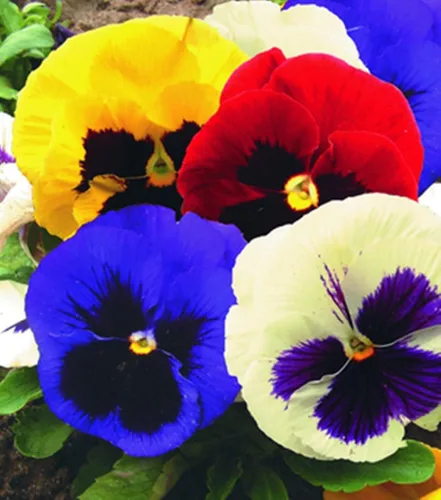 Vista 2 de Semillas Viola Swiss Mix (Nombre científico: Viola wittrockiana) Flores Perennes