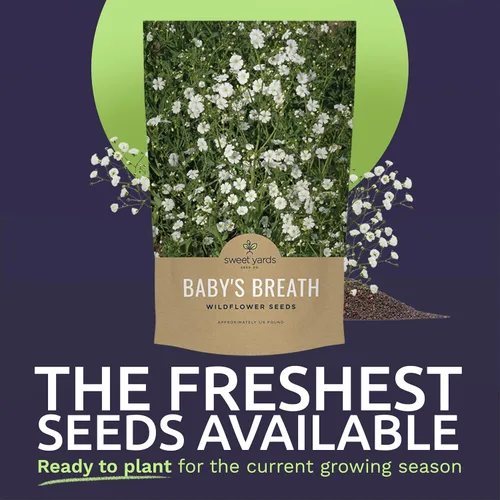 Vista 2 de Semillas de Gypsophila elegans de Baby's Breath vistosas – Bolsa a granel de un cuarto de libra – Más de 80.000 semillas de flores silvestres