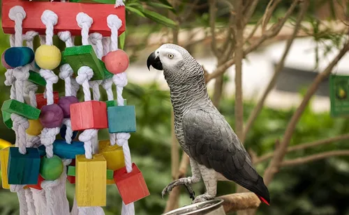 Vista 5 de Juguetes de pájaros loros extra grandes para guacamayos, loros amazónicos, accesorios de jaula de pájaros gris africano