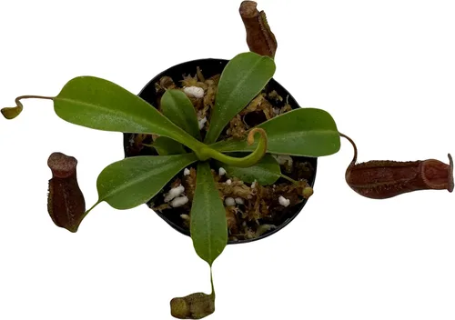 Vista 3 de Nepenthes 'Briggsiana' (N.Lowii x N.Ventricosa Rojo) Planta carnívora tropical en maceta de 2 pulgadas