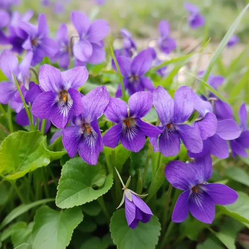 Vista 2 de 1000 semillas de viola para plantar, semillas perennes de flores de violeta dulce, flores fragantes de polinización abierta sin OMG para jardines al