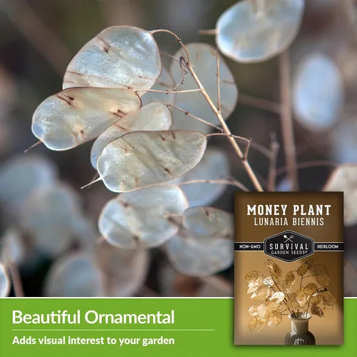 Vista 4 de Survival Garden Seeds Semillas de plantas de dinero para plantar, 1 paquete con instrucciones para cultivar Lunaria Annua en el jardín de tu casa