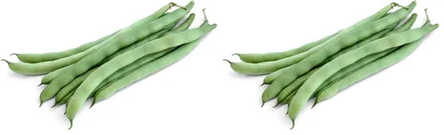 Vista 2 de Fortex Vining - Semillas prémium para plantación de judías verdes francesas