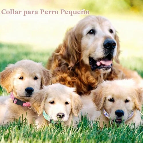 Vista 5 de Paquete de 4 collares de flores para perros pequeños y hembras