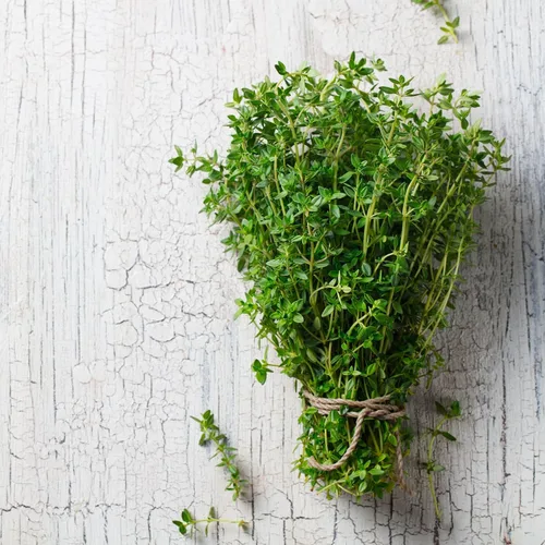 Vista 6 de Smoke Camp Crafts Planta de tomillo inglés, Thymus vulgaris, hermosas plantas de hierbas, decoración de jardín, maceta de 2.5 pulgadas