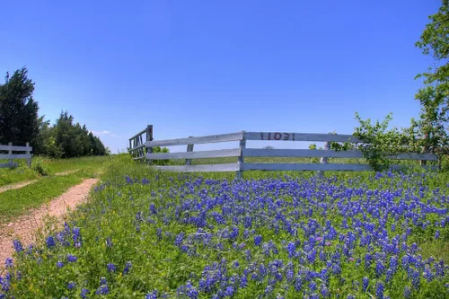 Vista 3 de 150 semillas de flor de altramuces texensis de altramuces de arándano de Texas