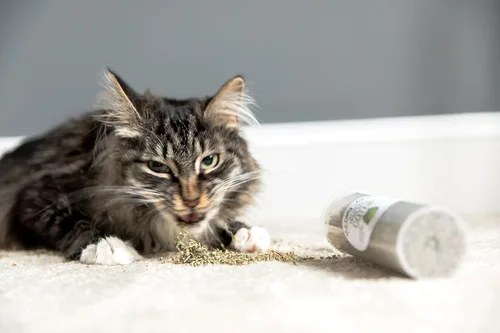 Vista 3 de Meowy Janes Mezcla natural de hierba gatera Silvervine, botella (1 taza)