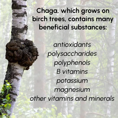 Vista 3 de Chaga Mushrooms Powder 8 oz – Suplemento antioxidante natural para bebidas, hornear, té, café