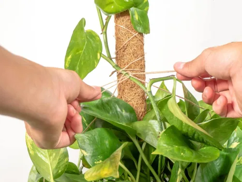 Vista 7 de Envelor Postes de musgo de coco, estacas de soporte para plantas de coco, estaca para plantas de coco, poste de tótem de fibra de coco, poste