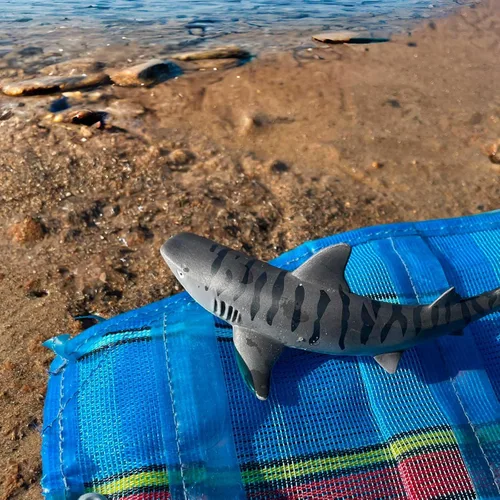Vista 2 de Safari Ltd. Figura de tiburón tigre, figura detallada de plástico de 4.5 pulgadas, divertido juguete educativo para niños, niñas y niños a partir
