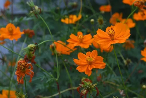 Vista 2 de Semillas de flores de cosmos de naranja enana azufre – más de 100 semillas por paquete, (semillas de jardín de Isla), nombre científico; Cosmos