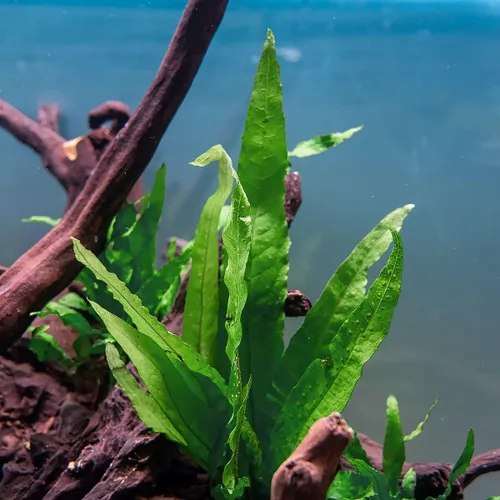 Vista 11 de SubstrateSource Plantas de acuario vivas en madera de balsa, roca de lava, alfombra de musgo - Plantas de acuario de agua dulce