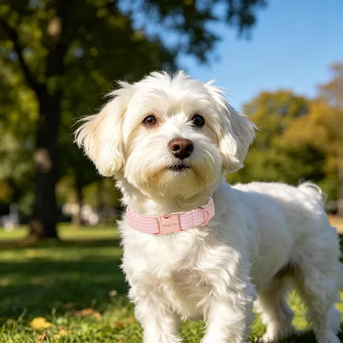 Vista 193 de Aring Pet Collar de algodón, ligero y ajustable, con hebilla de liberación rápida, para perros pequeños, medianos y grandes, para cachorros, S, Hoja