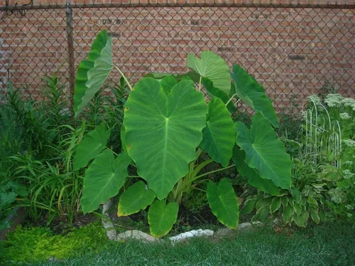 Vista 2 de 10 bulbos Colocasia Esculenta de oreja de elefante Taro Gabi Kalo Eddo listos para cultivar - Planta tropical de jardín (10 bombillas)