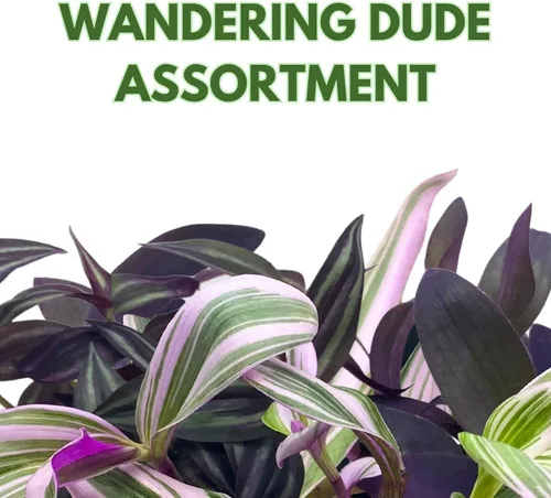 Vista 2 de Surtido de Wandering Due, variedad Tradescantia, 2 pulgadas, juego de 3 pequeñas mini plantas Pixie