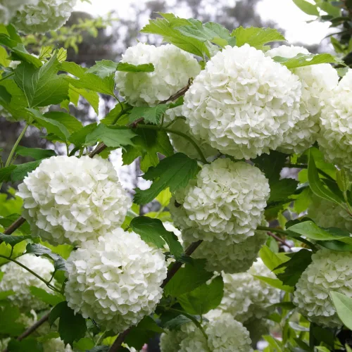 Vista 4 de Old Fashion Snowball Viburnum Planta de 4 pulgadas