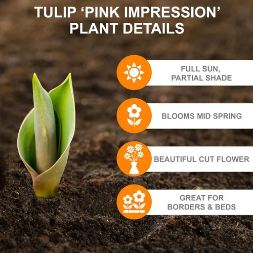 Vista 2 de Garden State Bulb Darwin Hybrid Pink Impression Tulip Flower Bulbs, 12/+ cm (bolsa de 25)
