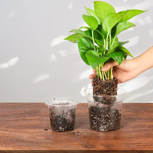 Vista 6 de Bonviee 36 paquetes de macetas de vivero transparentes de 3.5/4/5 pulgadas con cúpulas de humedad, macetas de inicio de semillas de varios tamaños
