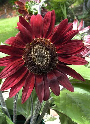 Vista 2 de UtopiaSeeds - Semillas de girasol de cereza y chocolate, hermoso girasol rojo profundo