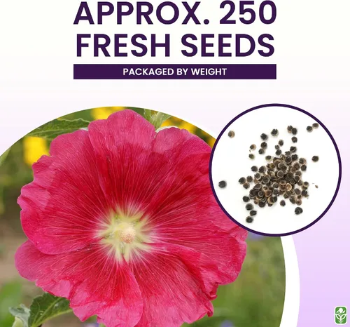 Vista 3 de Hollyhock Single Mixed Colors - 250 semillas - Período de floración largo en todas las zonas