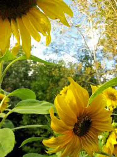 Vista 2 de Sunflower, Mammoth Grey Stripe 500 semillas recién cosechadas, 8-12 pies de alto