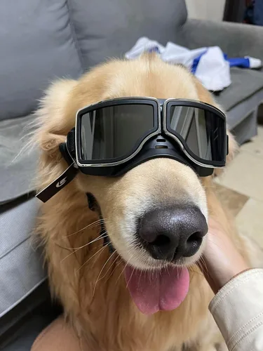 Vista 6 de Gafas de protección UV para perros medianos y grandes – Gafas de sol impermeables a prueba de viento, gafas protectoras duraderas para razas largas