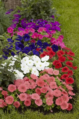 Vista 4 de Semillas Petunia Triumph Rainbow Mix - Flores anuales para plantar - Sin OMG